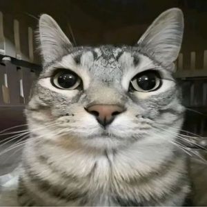 Meet your Posher, Jess